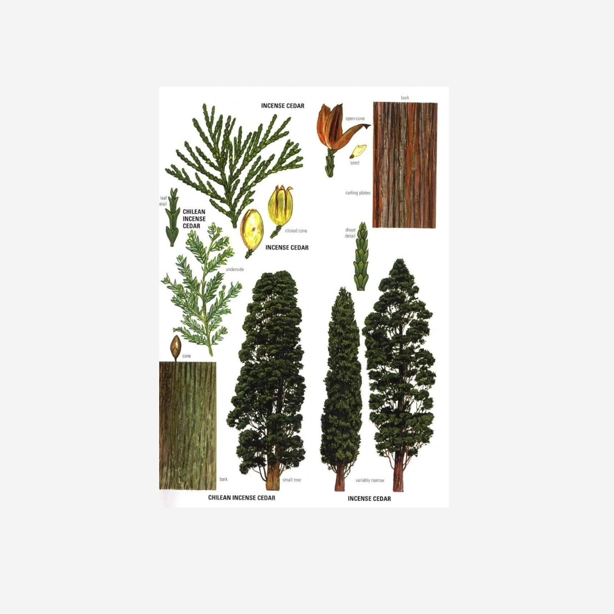 Colling Tree Guide Collins Tree Guide: The Most Complete Field Guide to the Trees of Brit ...